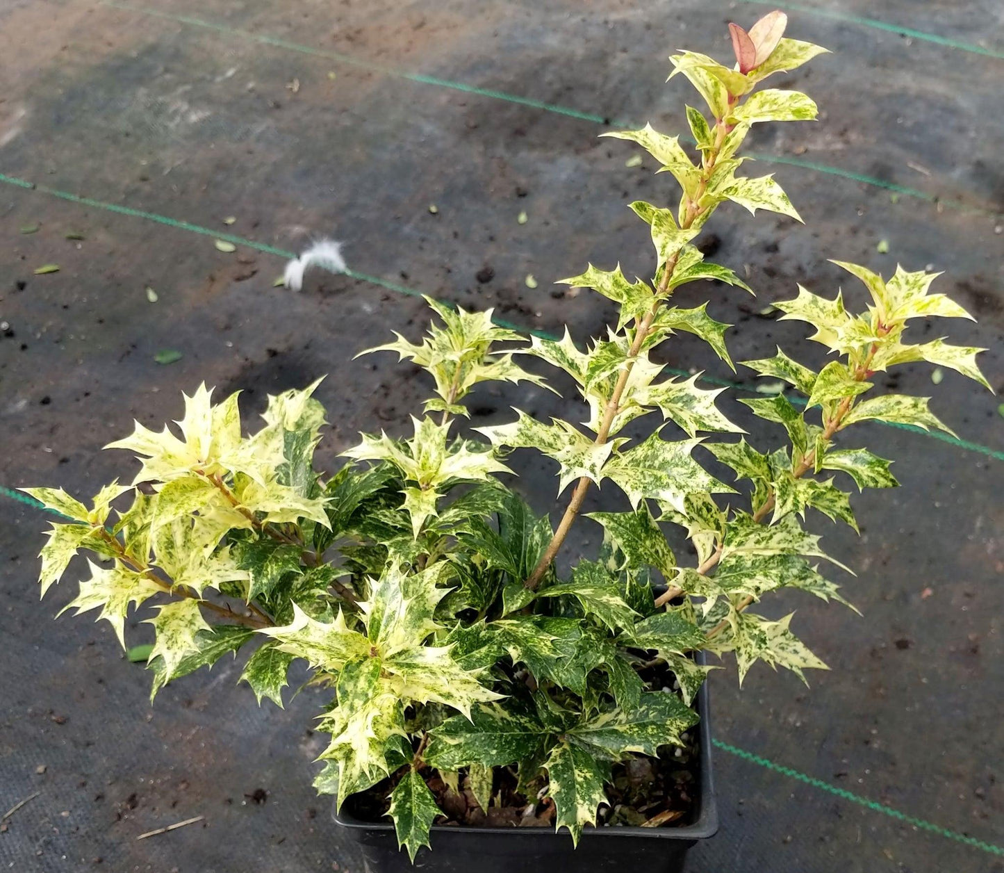 Osmanthus Heterophyllus Goshiki - View 12 from www redcrocus com