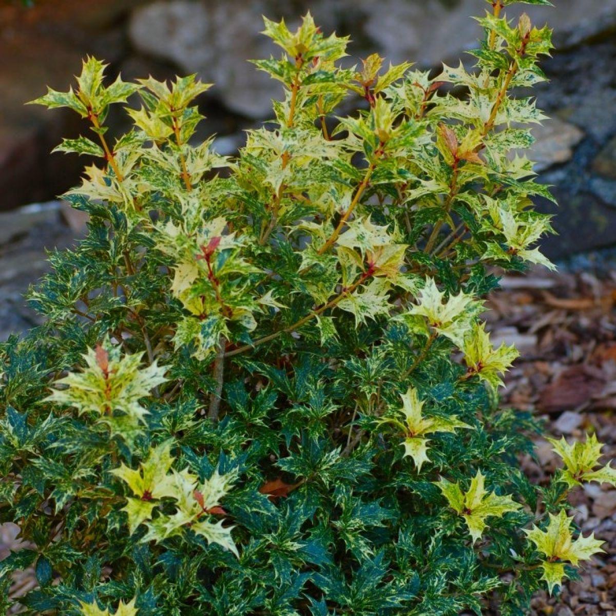 Osmanthus Heterophyllus Goshiki - View 13 from www redcrocus com