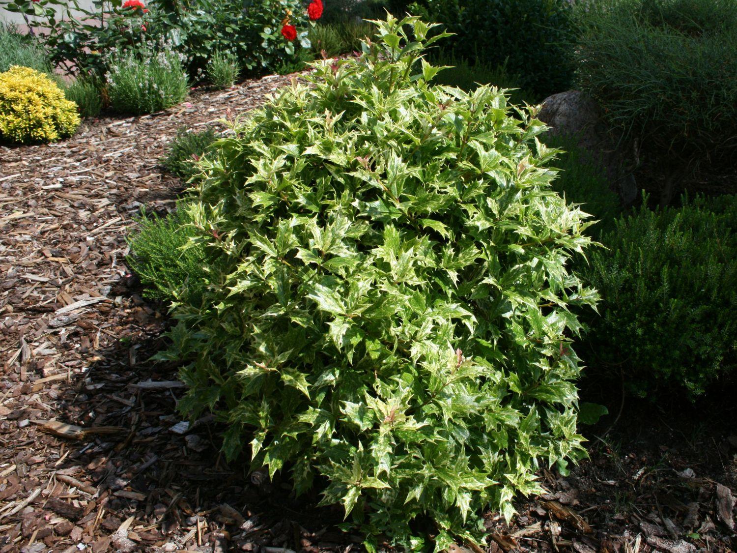 Osmanthus Heterophyllus Goshiki - View 14 from www redcrocus com