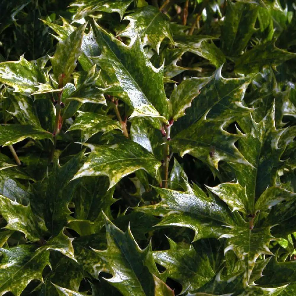 Osmanthus Heterophyllus Goshiki - View 16 from www redcrocus com