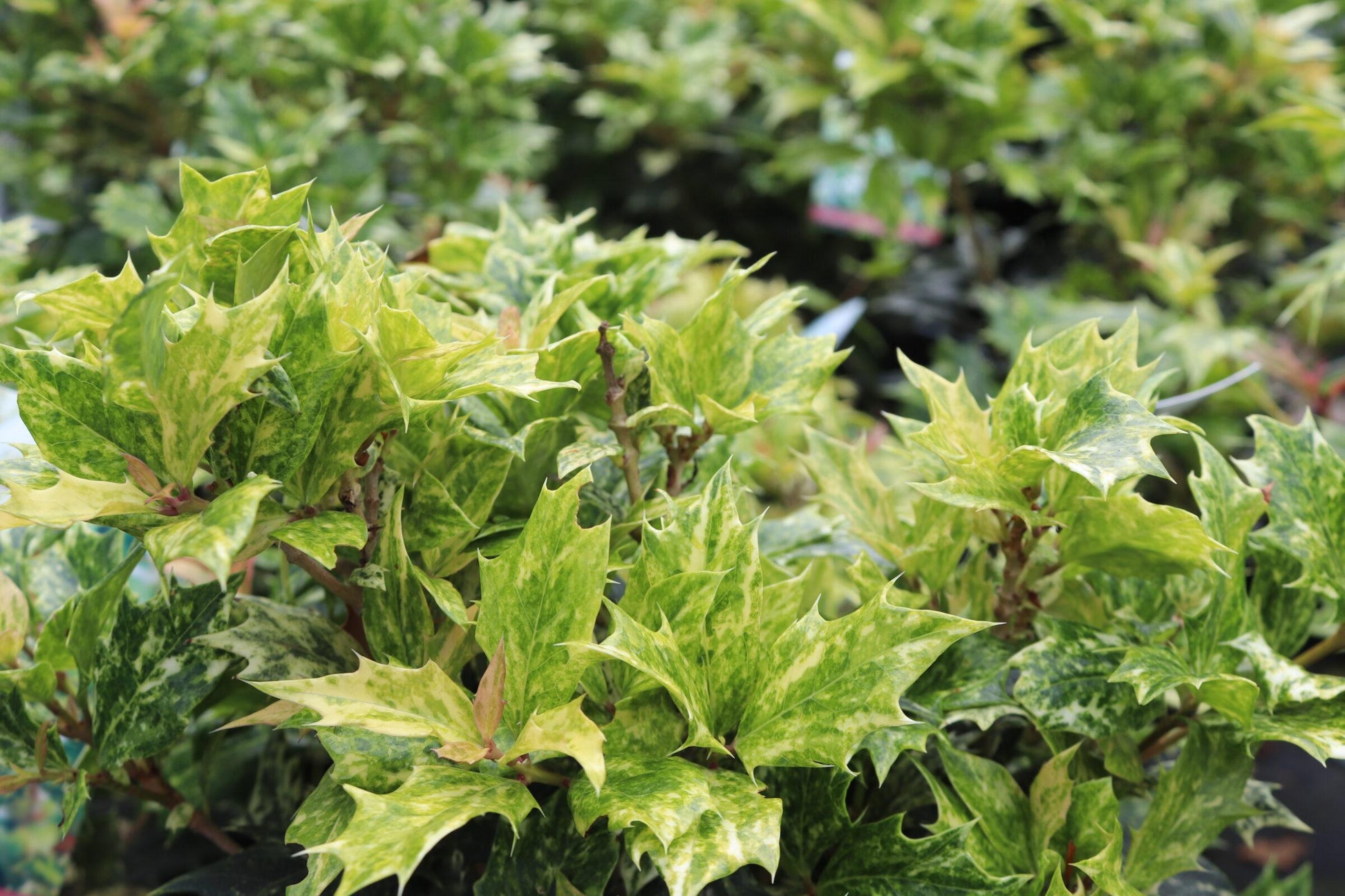 Osmanthus Heterophyllus Goshiki - View 17 from www redcrocus com
