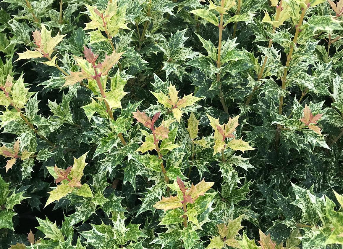Osmanthus Heterophyllus Goshiki - View 18 from www redcrocus com