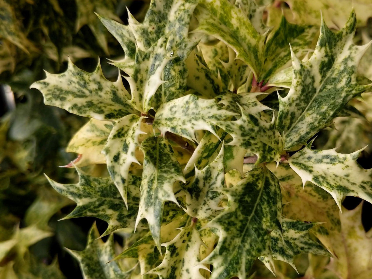 Osmanthus Heterophyllus Goshiki - View 19 from www redcrocus com
