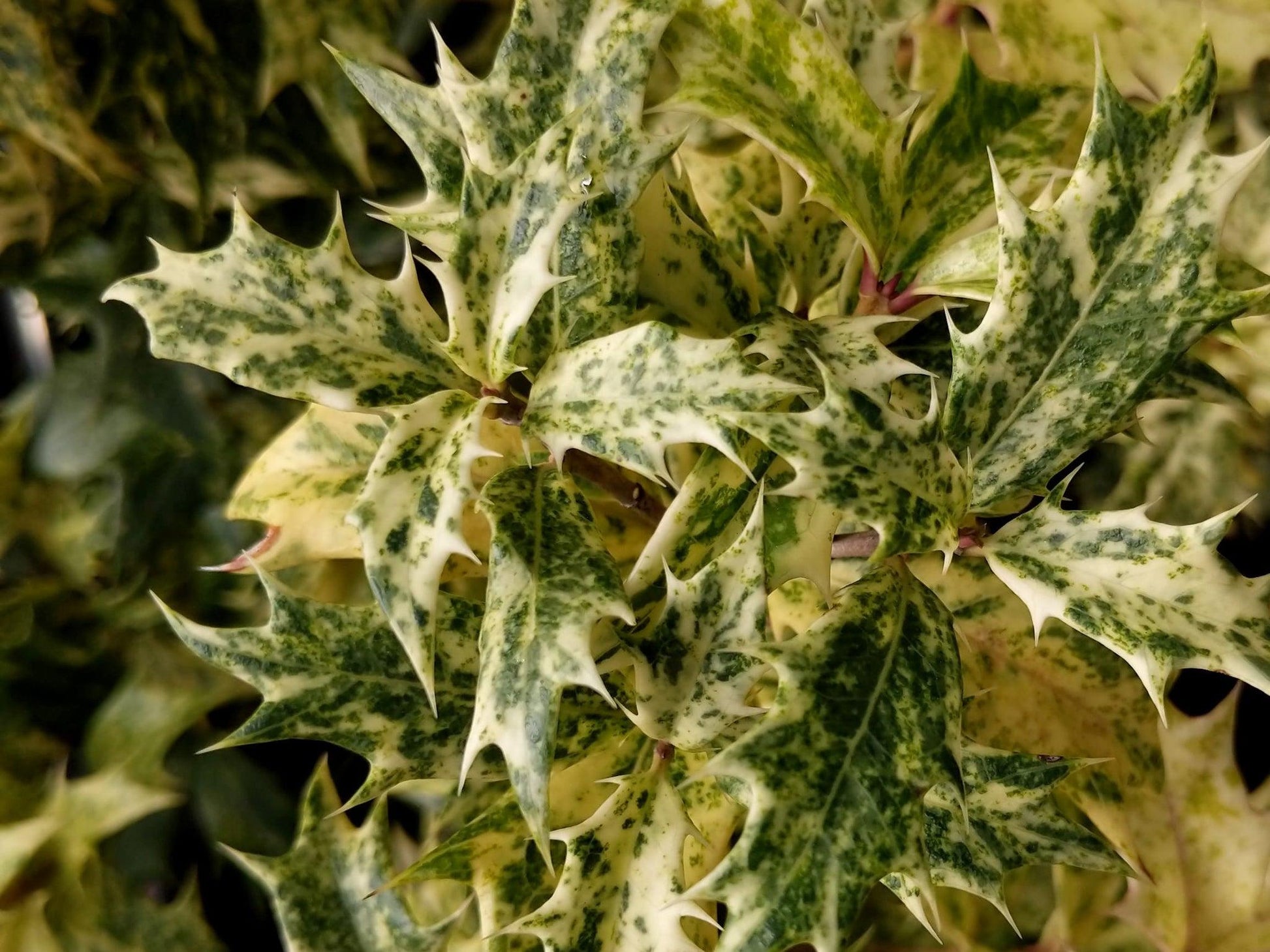 Osmanthus Heterophyllus Goshiki - View 19 from www redcrocus com