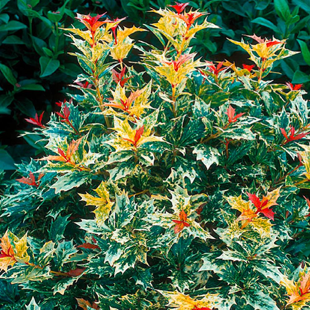 Osmanthus Heterophyllus Goshiki - View 2 from www redcrocus com