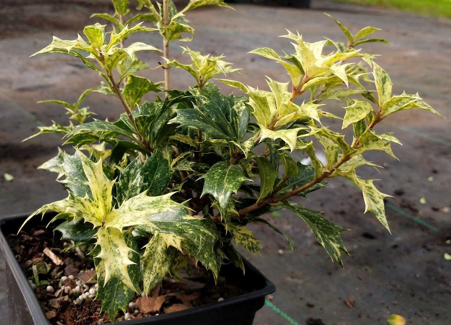 Osmanthus Heterophyllus Goshiki - View 3 from www redcrocus com