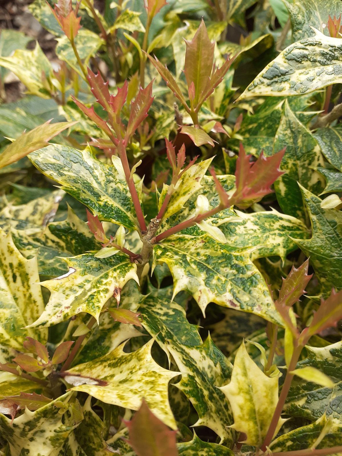 Osmanthus Heterophyllus Goshiki - View 4 from www redcrocus com