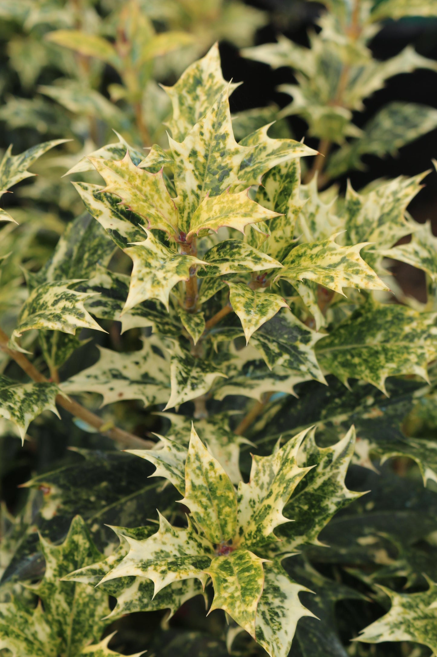 Osmanthus Heterophyllus Goshiki - View 5 from www redcrocus com
