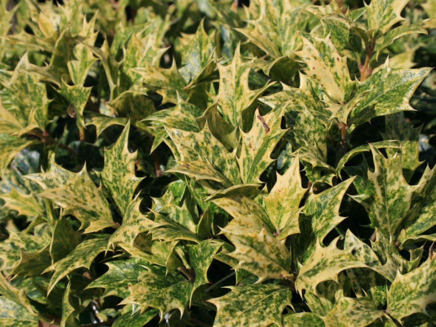 Osmanthus Heterophyllus Goshiki - View 7 from www redcrocus com