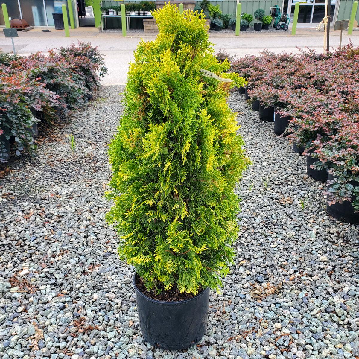 Thuja Occidentalis Jantar - View 10 from www redcrocus com