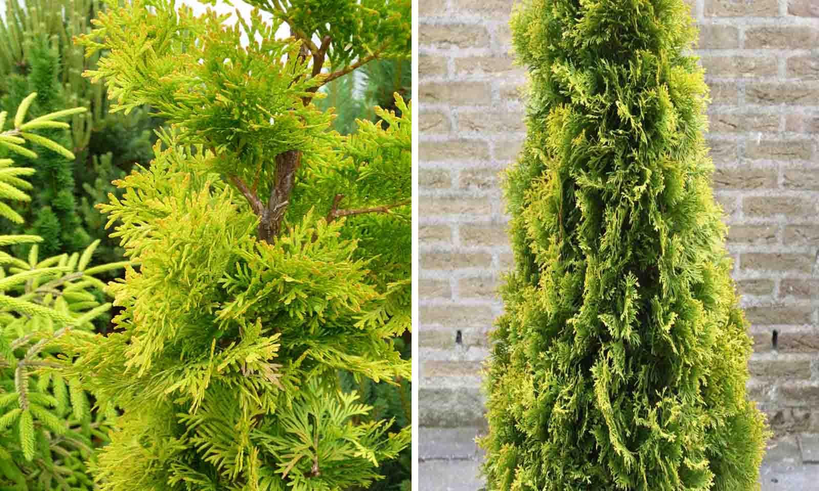 Thuja Occidentalis Jantar - View 13 from www redcrocus com