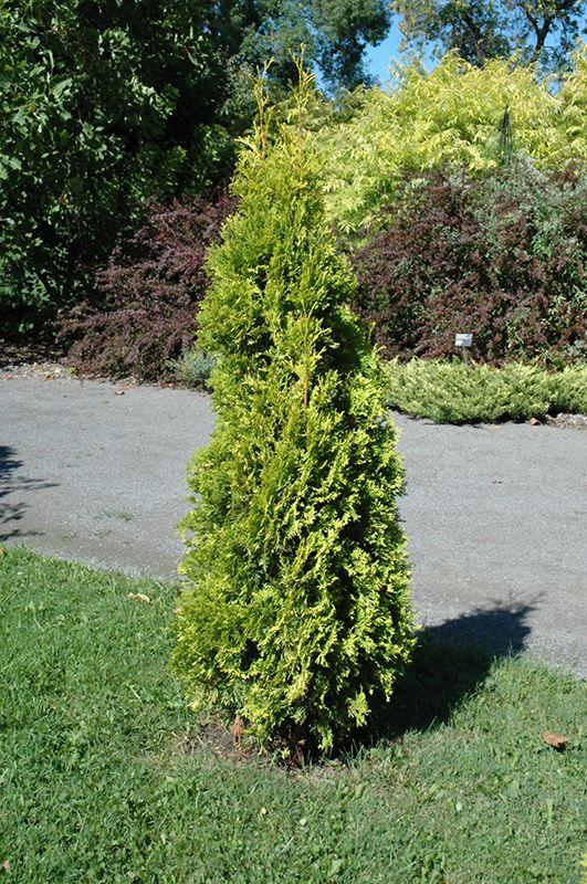 Thuja Occidentalis Jantar - View 14 from www redcrocus com