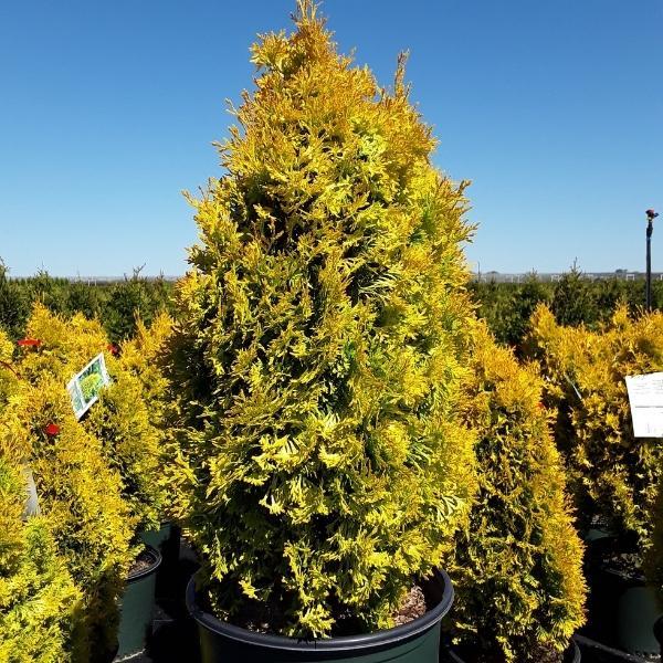 Thuja Occidentalis Jantar - View 15 from www redcrocus com