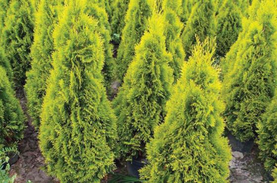 Thuja Occidentalis Jantar - View 16 from www redcrocus com