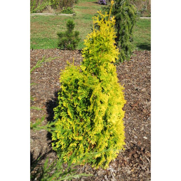 Thuja Occidentalis Jantar - View 17 from www redcrocus com