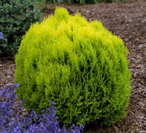 Thuja Occidentalis Jantar - View 18 from www redcrocus com