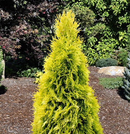 Thuja Occidentalis Jantar - View 1 from www redcrocus com