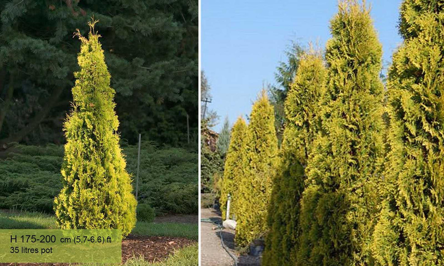 Thuja Occidentalis Jantar - View 2 from www redcrocus com
