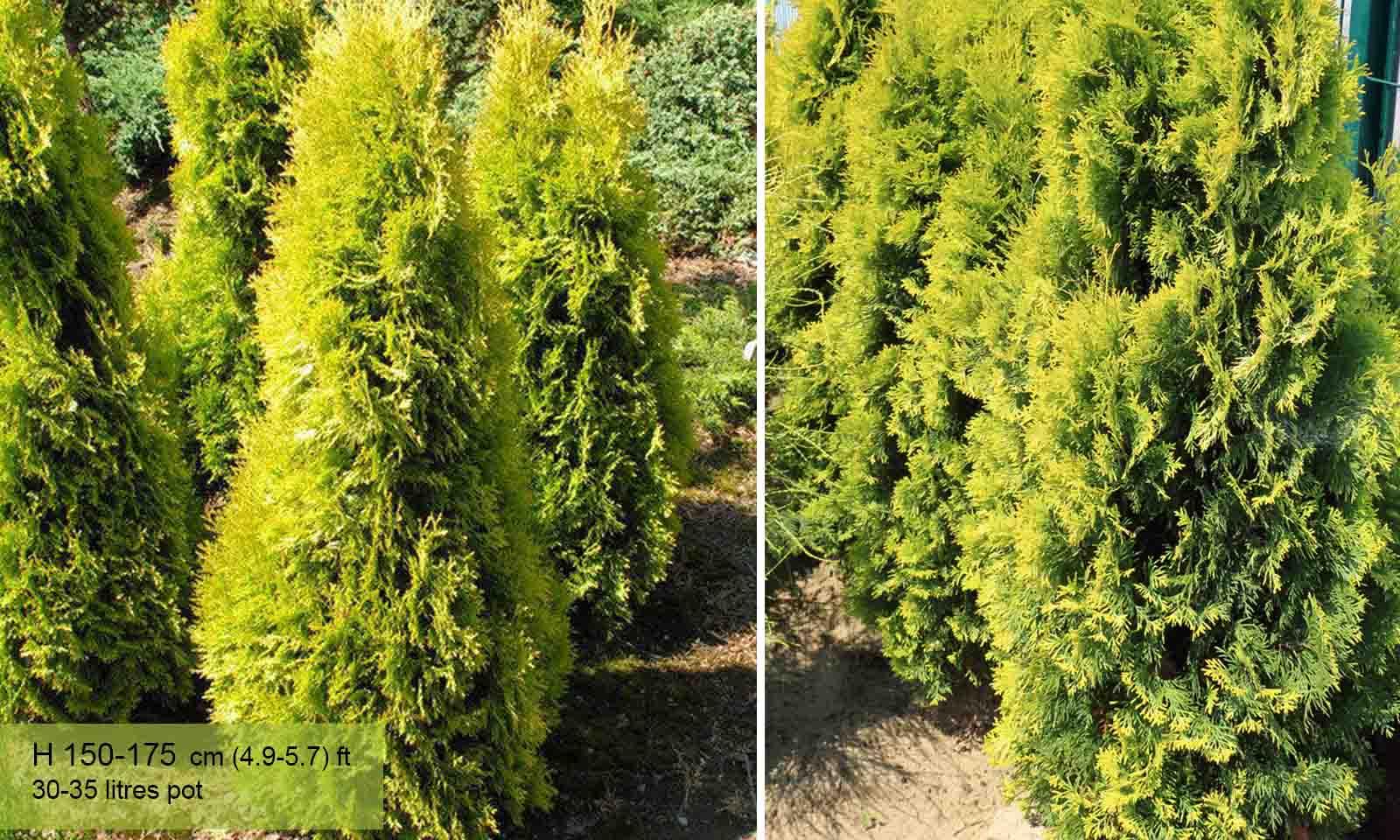 Thuja Occidentalis Jantar - View 3 from www redcrocus com