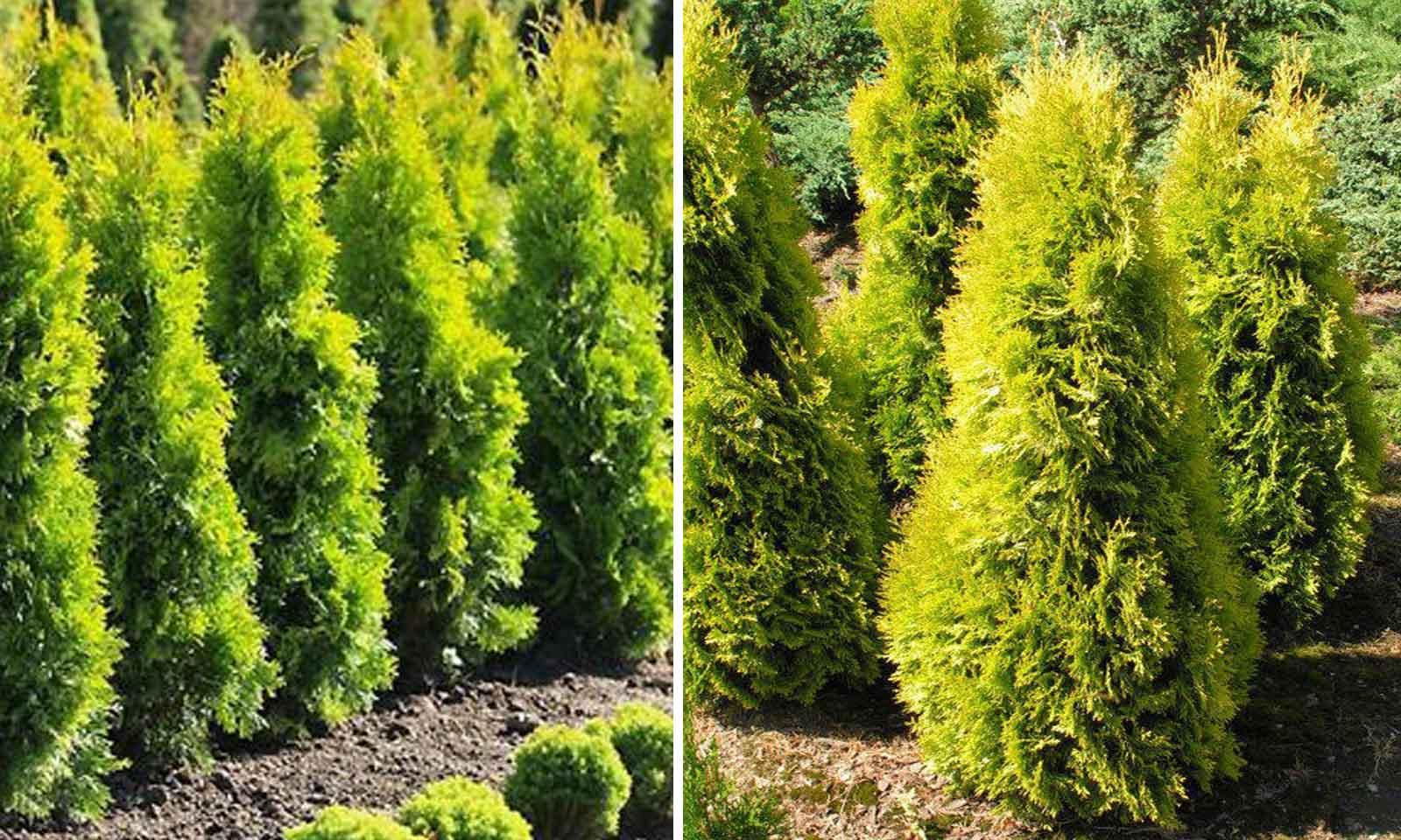 Thuja Occidentalis Jantar - View 4 from www redcrocus com
