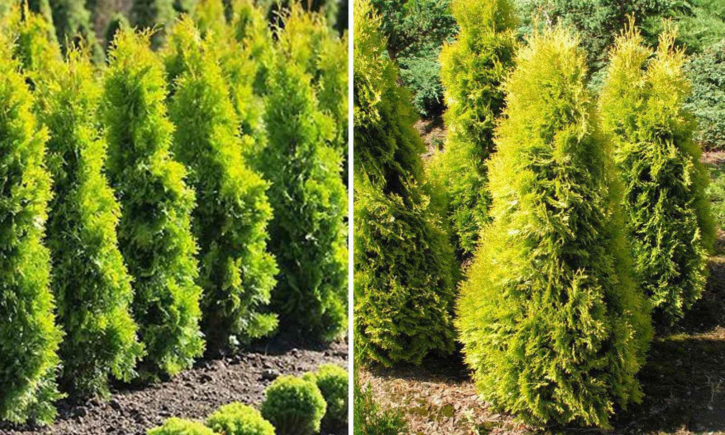 Thuja Occidentalis Jantar - View 5 from www redcrocus com
