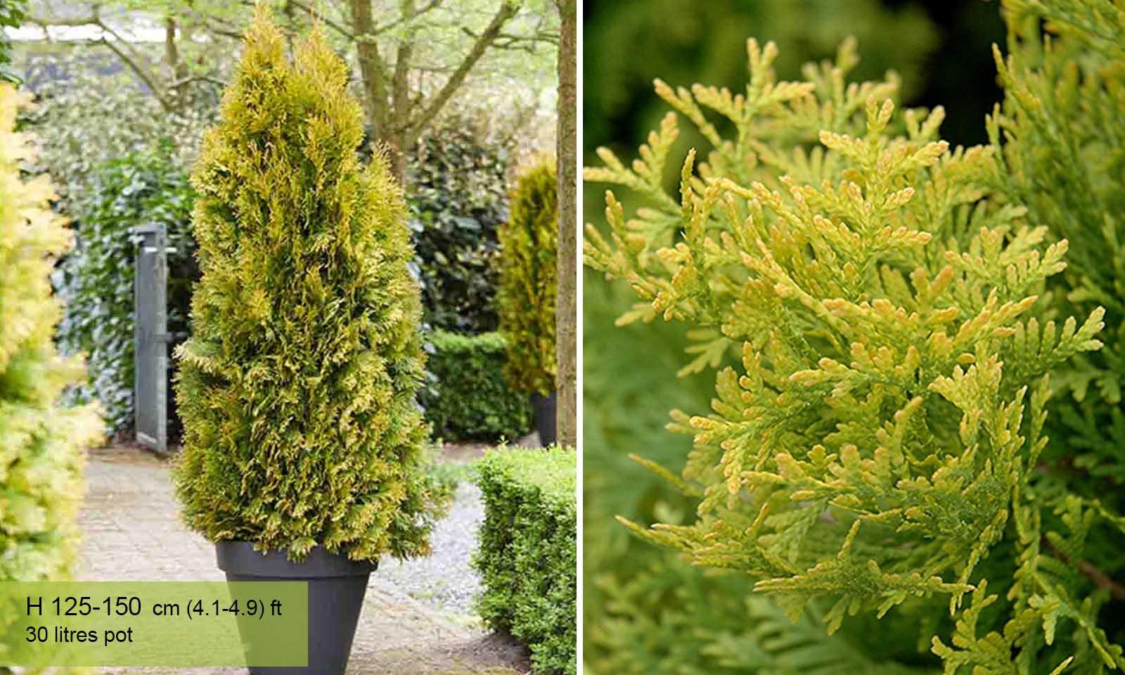 Thuja Occidentalis Jantar - View 6 from www redcrocus com