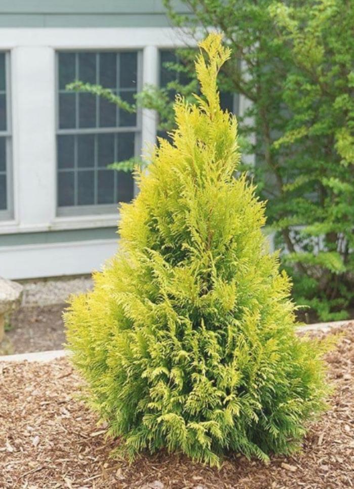 Thuja Occidentalis Jantar - View 7 from www redcrocus com