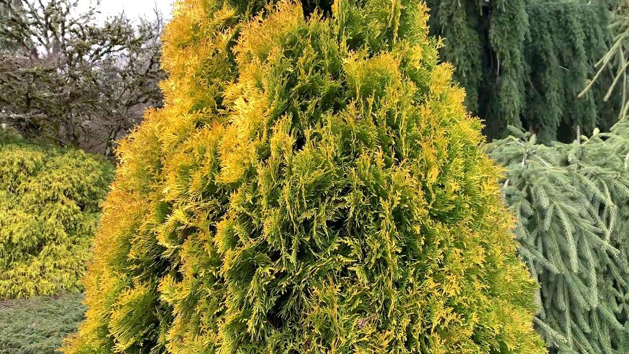 Thuja Occidentalis Jantar - View 8 from www redcrocus com