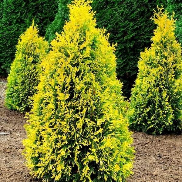 Thuja Occidentalis Jantar - View 9 from www redcrocus com