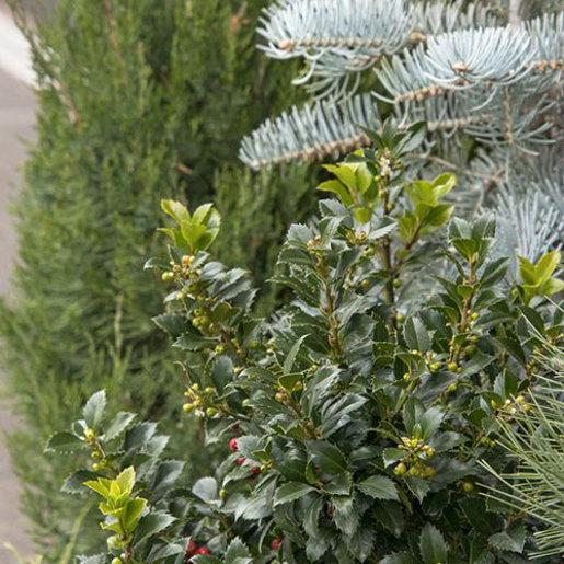 Ilex Meserveae Castle Spire - View 13 from www redcrocus com