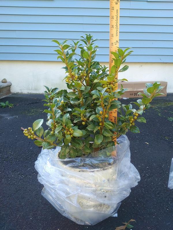 Ilex Meserveae Castle Spire - View 17 from www redcrocus com