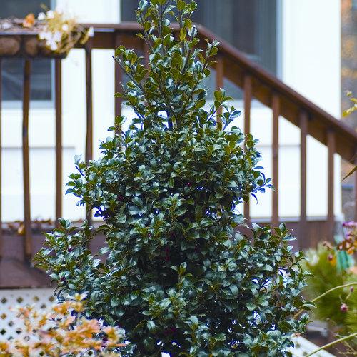 Ilex Meserveae Castle Spire - View 3 from www redcrocus com