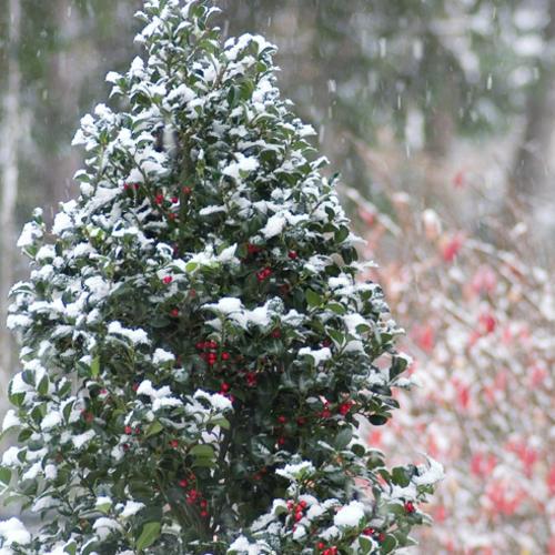 Ilex Meserveae Castle Spire - View 4 from www redcrocus com