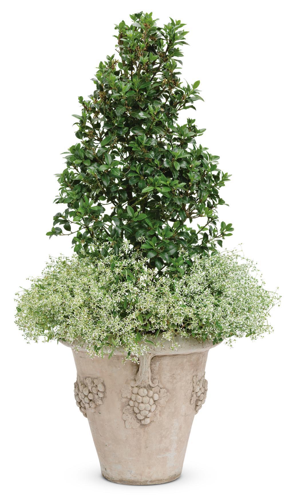 Ilex Meserveae Castle Spire - View 8 from www redcrocus com