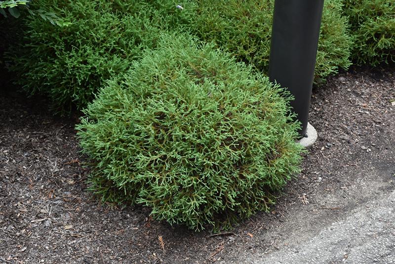 Thuja Occidentalis Pancake - View 10 from www redcrocus com