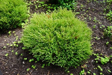 Thuja Occidentalis Pancake - View 11 from www redcrocus com