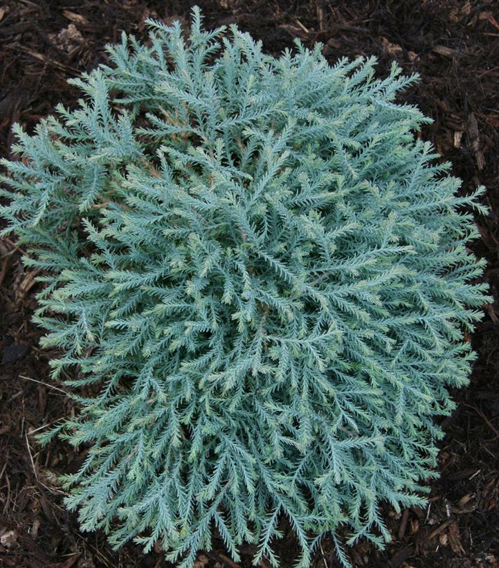 Thuja Occidentalis Pancake - View 12 from www redcrocus com