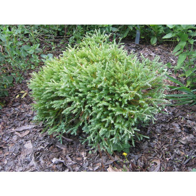 Thuja Occidentalis Pancake - View 13 from www redcrocus com