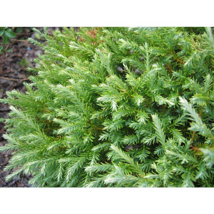 Thuja Occidentalis Pancake - View 15 from www redcrocus com