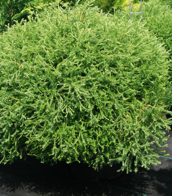 Thuja Occidentalis Pancake - View 2 from www redcrocus com