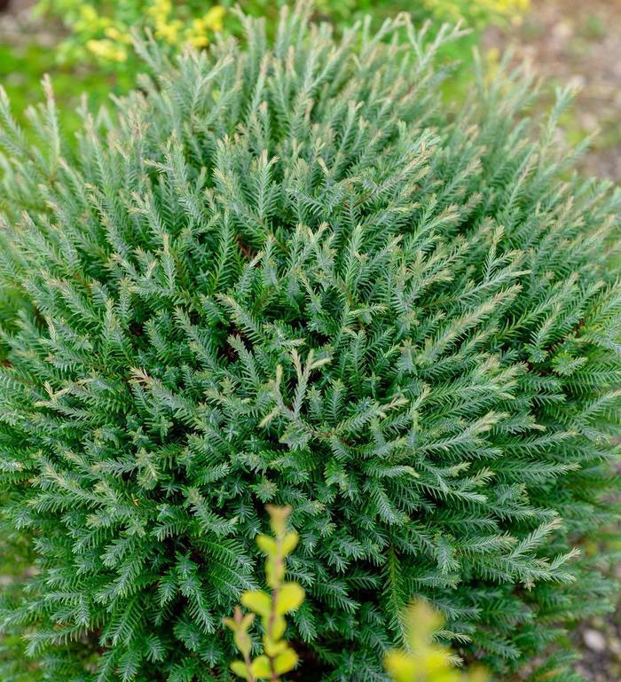 Thuja Occidentalis Pancake - View 4 from www redcrocus com