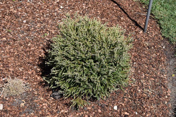 Thuja Occidentalis Pancake - View 7 from www redcrocus com