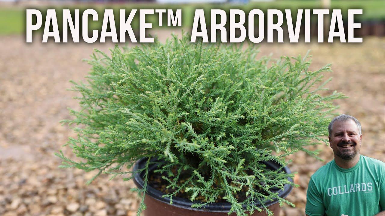 Thuja Occidentalis Pancake - View 8 from www redcrocus com