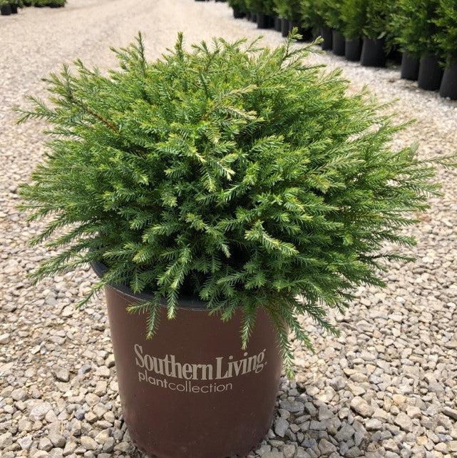 Thuja Occidentalis Pancake - View 9 from www redcrocus com