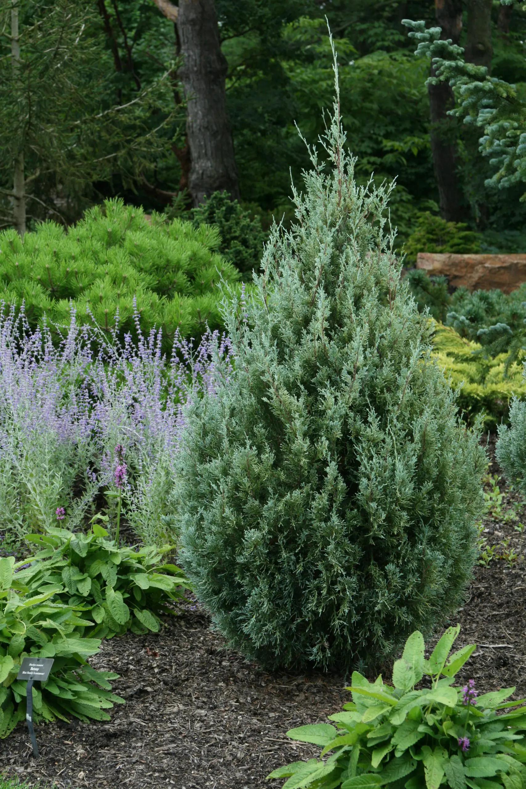 Juniperus Scopulorum 'wichita Blue' - View 12 from www redcrocus com