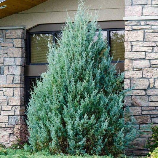 Juniperus Scopulorum 'wichita Blue' - View 1 from www redcrocus com