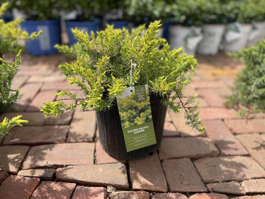 Juniperus Conferta 'golden Pacific' - View 10 from www redcrocus com