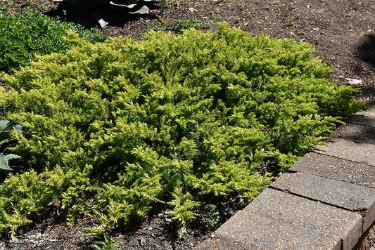 Juniperus Conferta 'golden Pacific' - View 11 from www redcrocus com