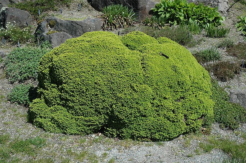 Picea Abies 'little Gem' - View 12 from www redcrocus com