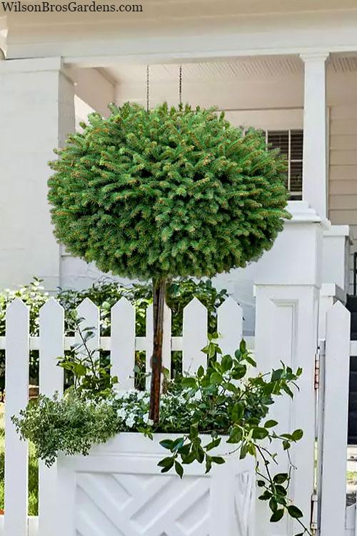 Picea Abies 'little Gem' - View 13 from www redcrocus com